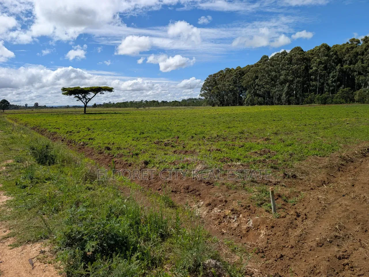 3 Acres Limo Farm Before Kapsoya. in Kapsuswa