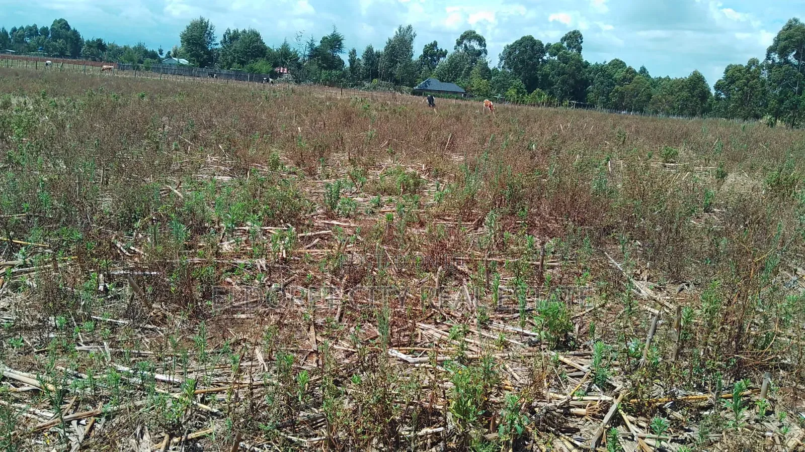 2 Acres Kapbindani After Uoe With Title in Kapsuswa