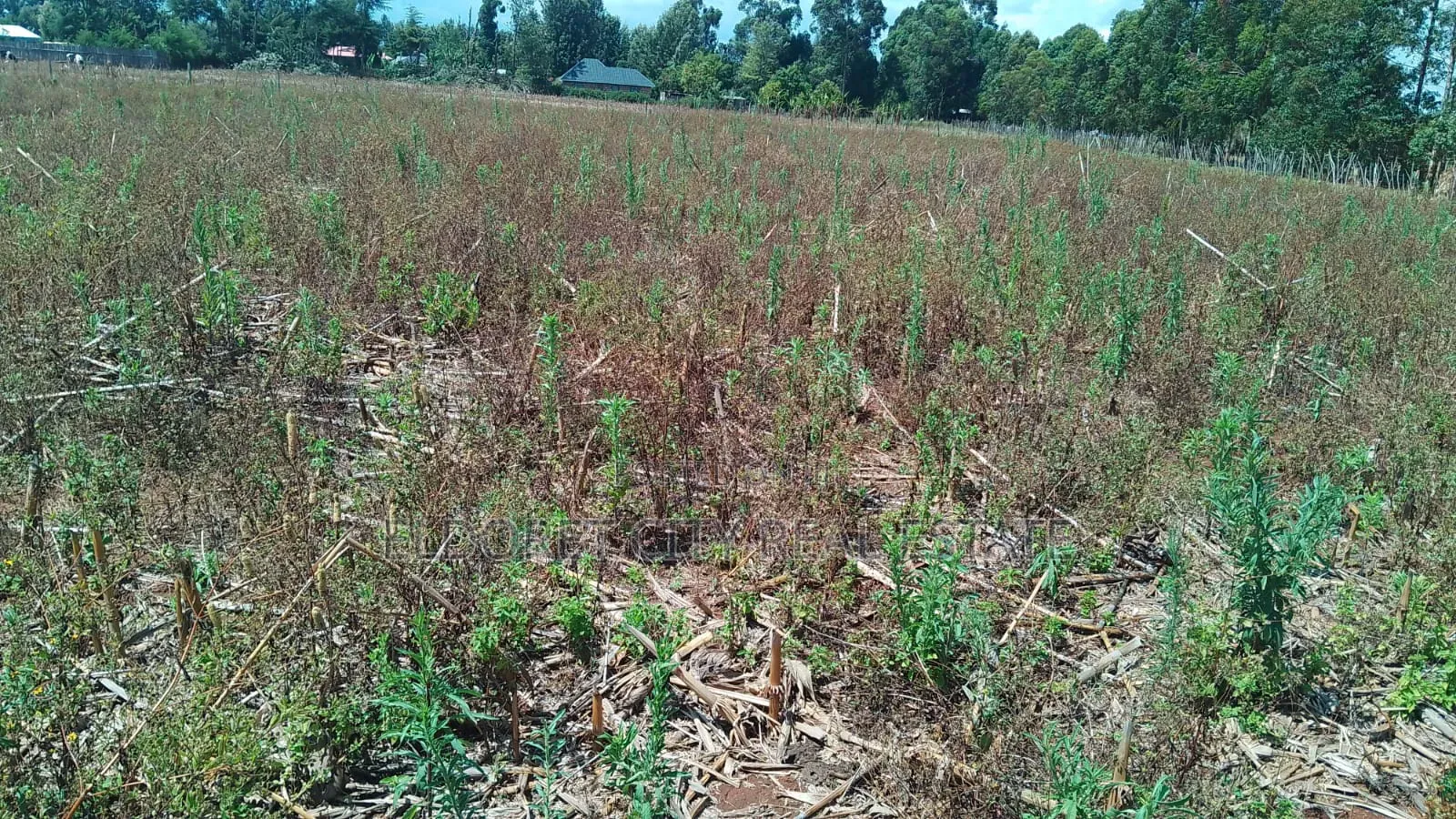 2 Acres Kapbindani After Uoe With Title in Kapsuswa