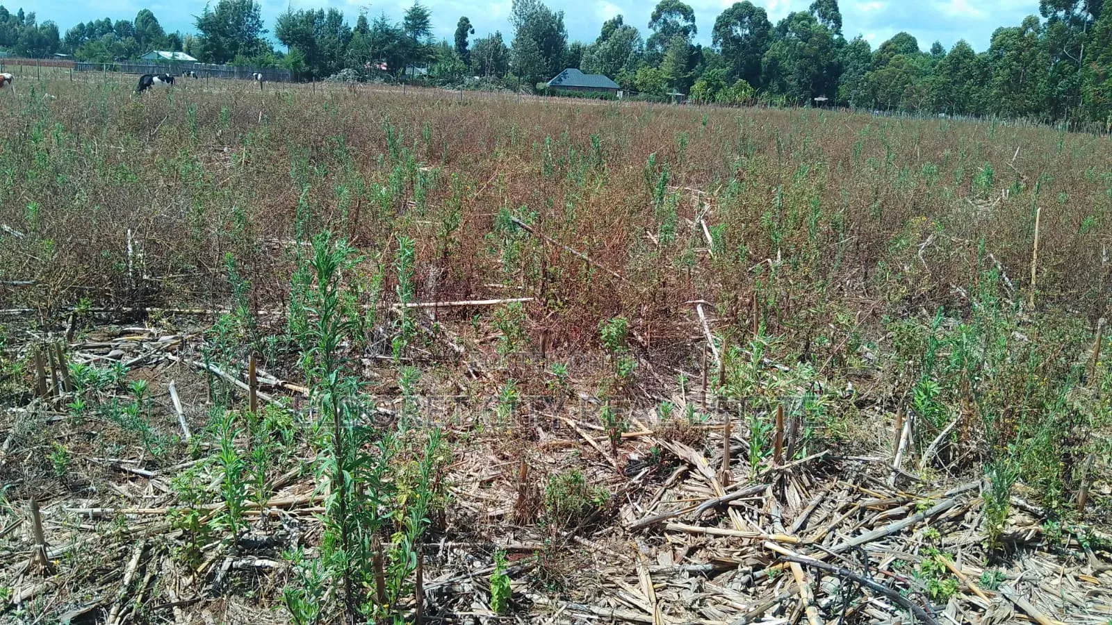 2 Acres Kapbindani After Uoe With Title in Kapsuswa