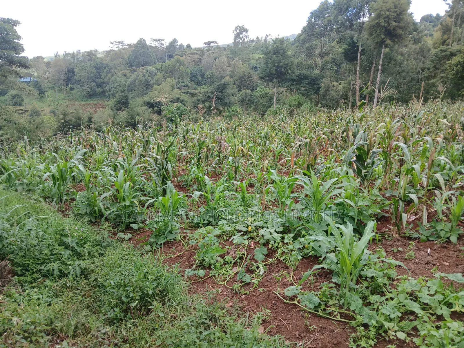 Distress Deal! Full Acre in Kahara, Ngong. Redsoil Off Ngong-Kahara Rd in Matasia