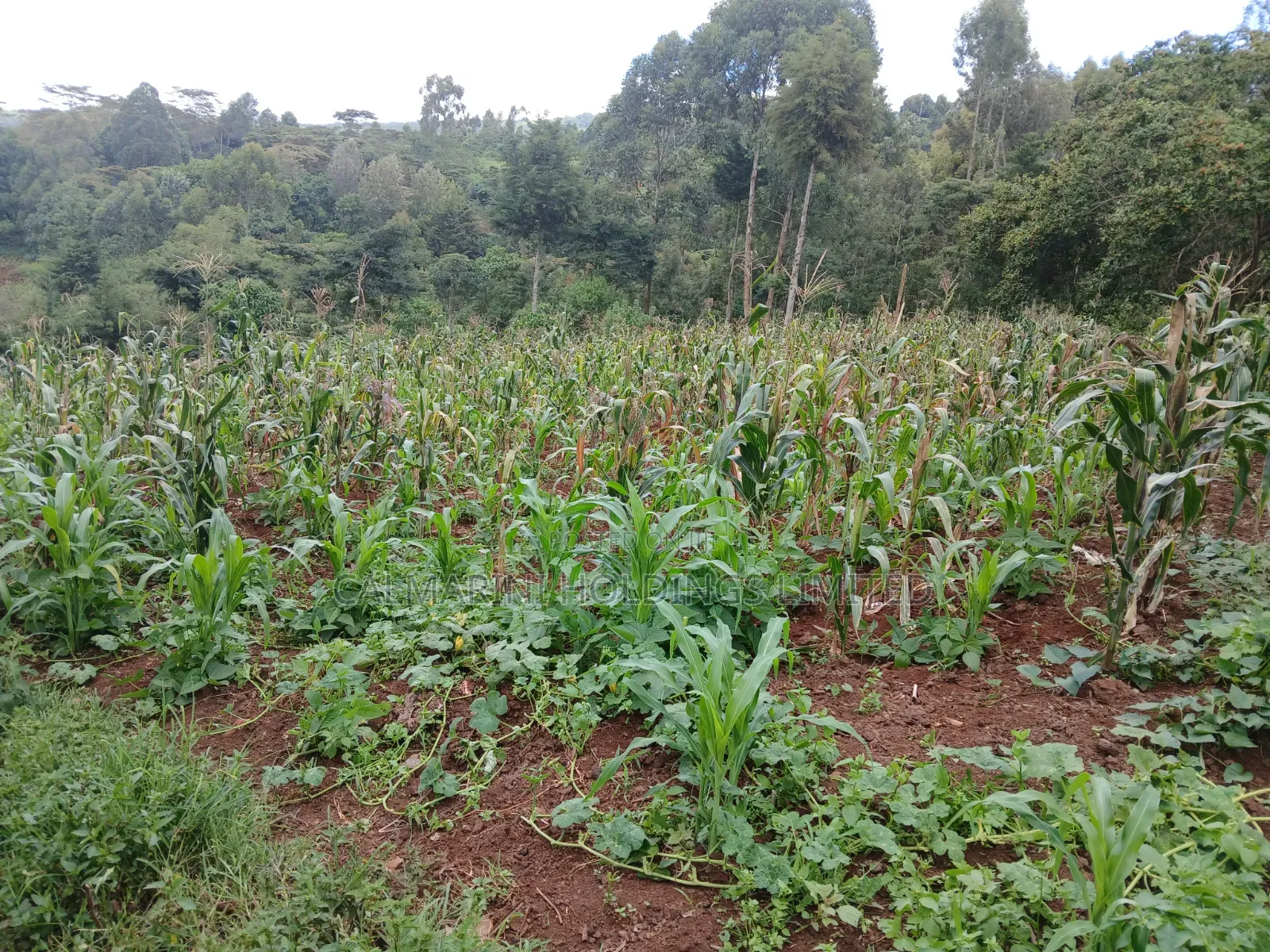 Distress Deal! Full Acre in Kahara, Ngong. Redsoil Off Ngong-Kahara Rd in Matasia