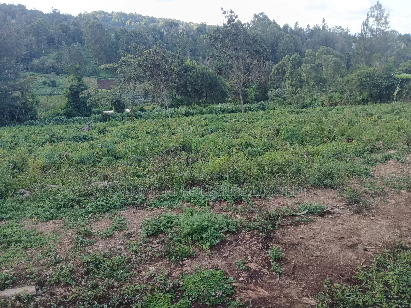 Distress! Very Prime 100 by 100 Plot in a Gated Estate, Matasia,Ngong in Matasia