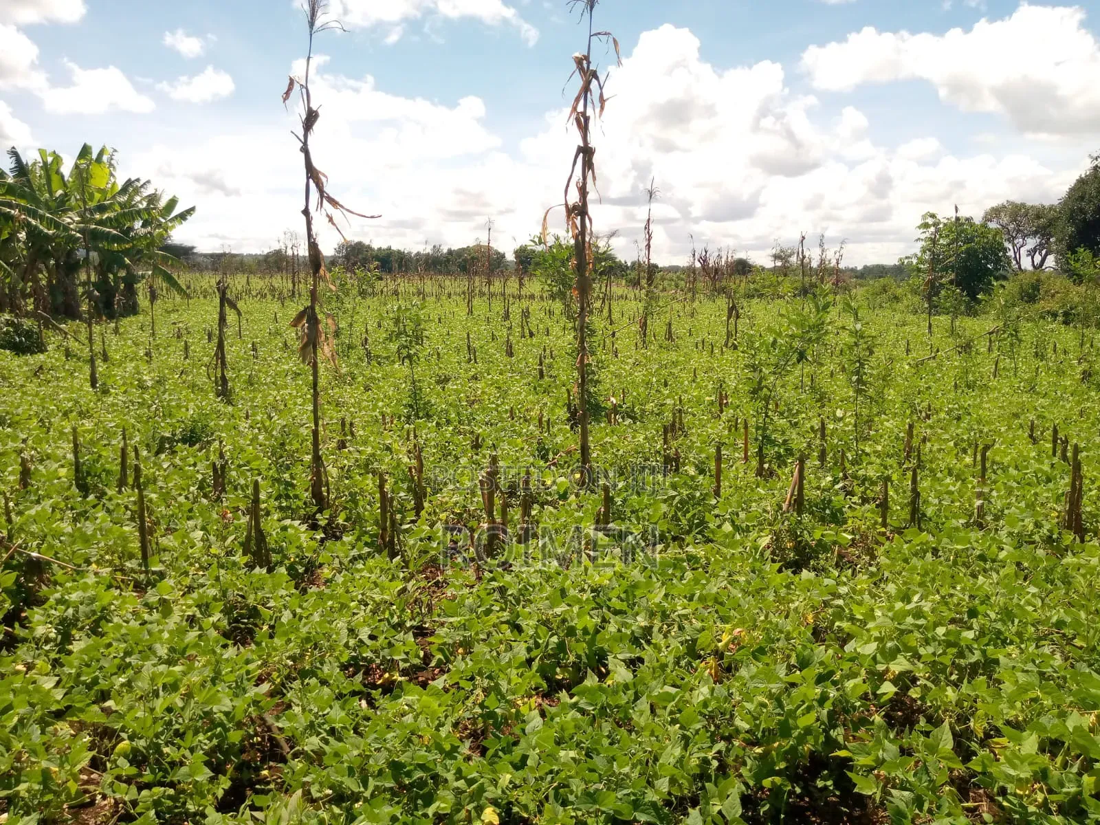 10 Acres Land for Sale in Rombo