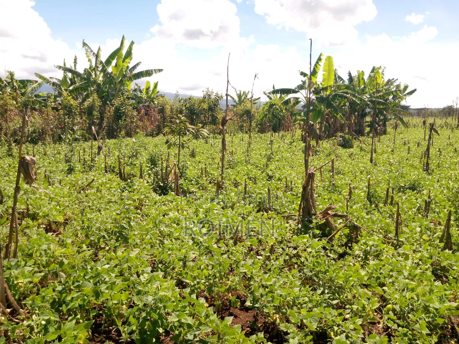 10 Acres Land for Sale in Rombo