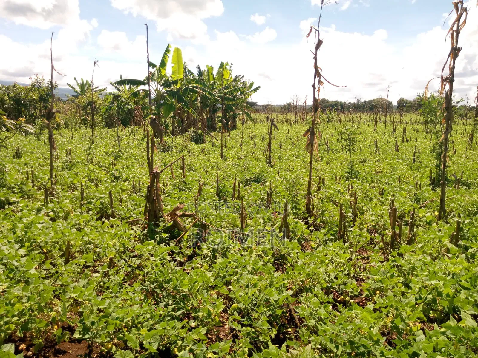 10 Acres Land for Sale in Rombo