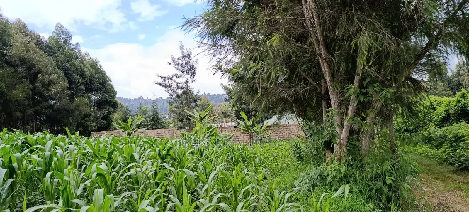 Plot for Sale in Kikuyu Kerwa (Ready Title Deed) in Kikuyu