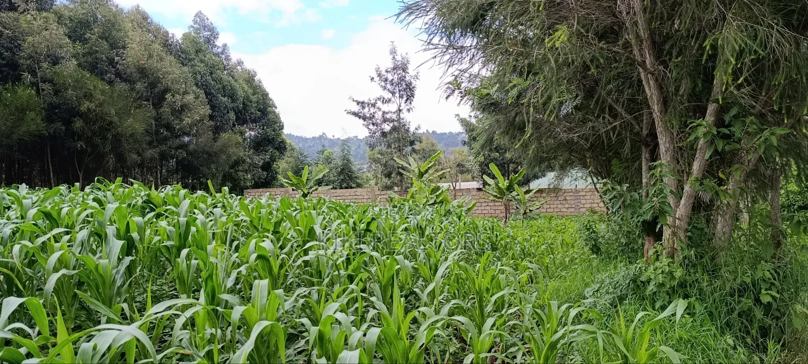 Plot for Sale in Kikuyu Kerwa (Ready Title Deed) in Kikuyu