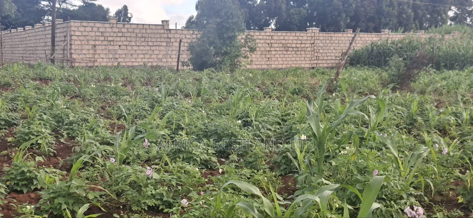 Prime Residential Plots for Sale – Kikuyu Ng’Amba, Kiambu County in Kikuyu