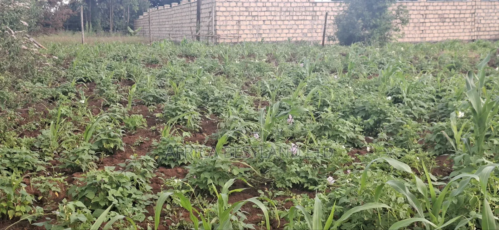 Prime Residential Plots for Sale – Kikuyu Ng’Amba, Kiambu County in Kikuyu