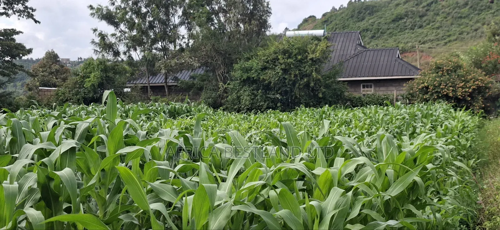 100x100 Plot for Sale – Kikuyu Lusigetti, Kiambu County | KSH 3.8m in Kikuyu