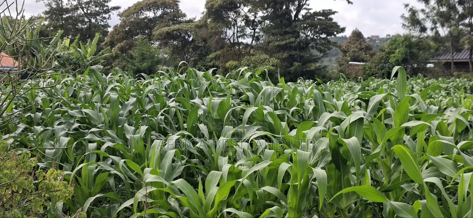 100x100 Plot for Sale – Kikuyu Lusigetti, Kiambu County | KSH 3.8m in Kikuyu