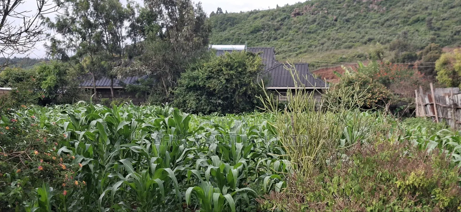 100x100 Plot for Sale – Kikuyu Lusigetti, Kiambu County | KSH 3.8m in Kikuyu