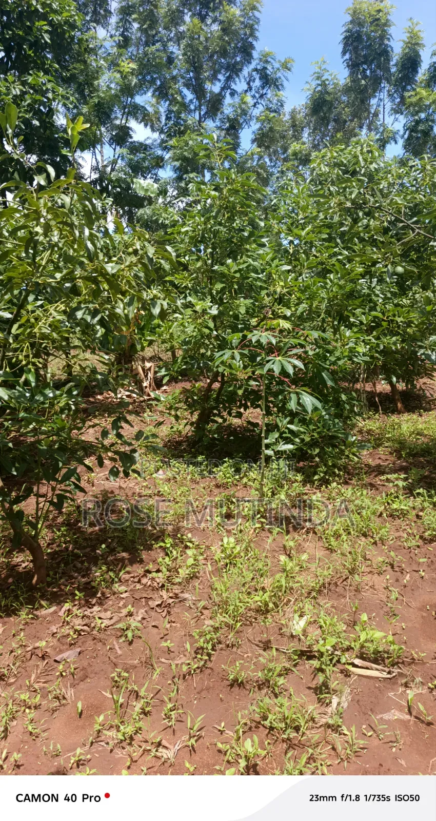 3guater an Acre at Tala in Tala