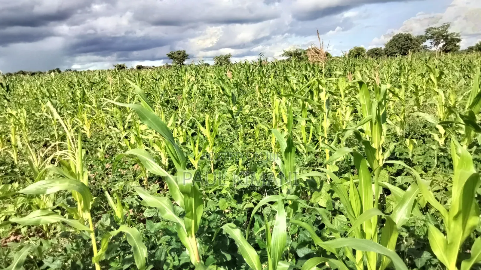 Matuu Kavwea Town Plots in Masinga Central
