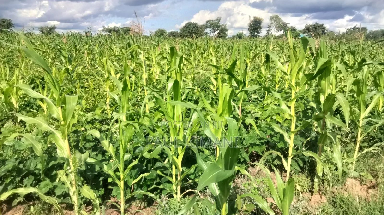 Matuu Kavwea Town Plots in Masinga Central
