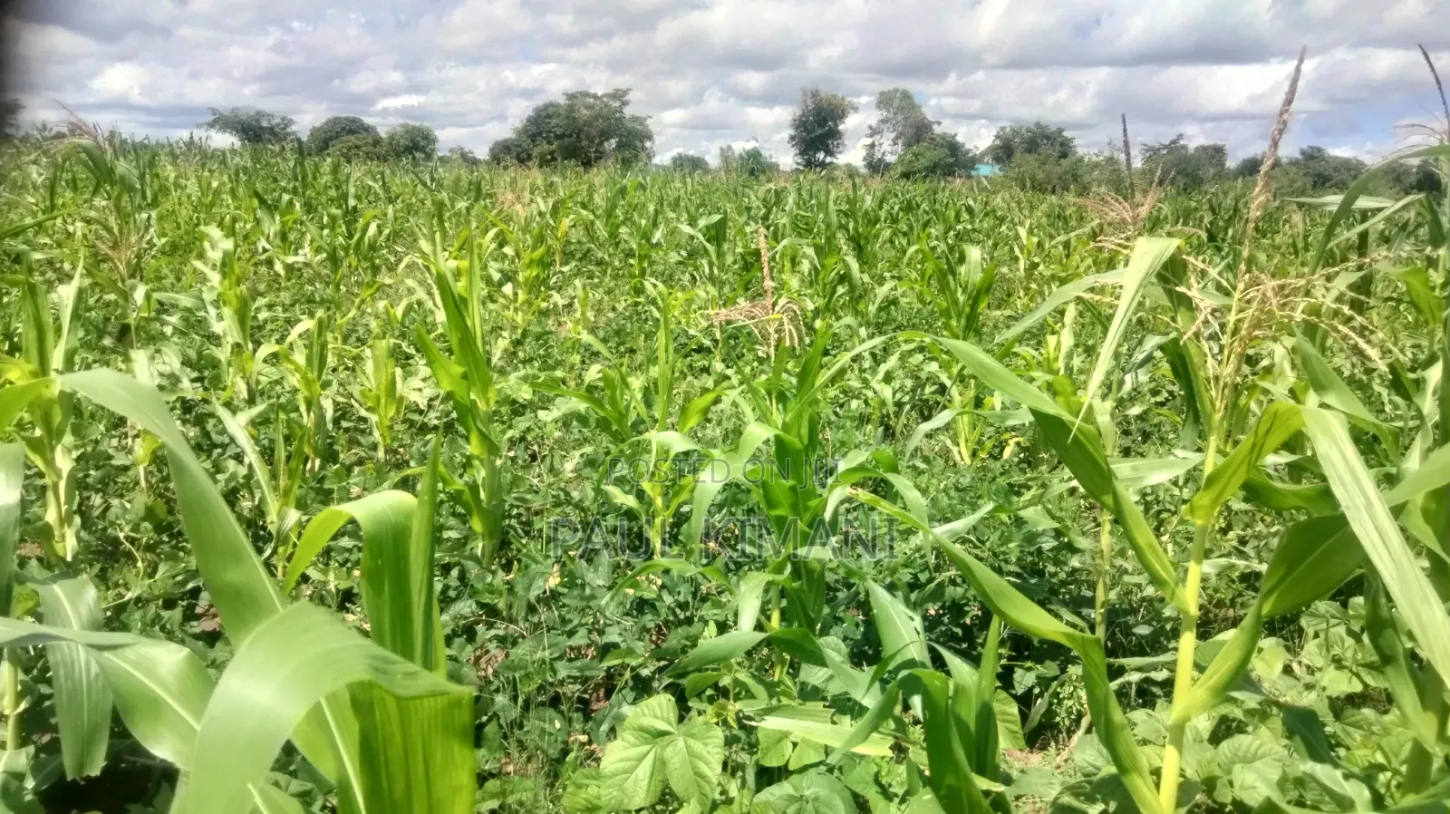 Matuu Kavwea Town Plots in Masinga Central