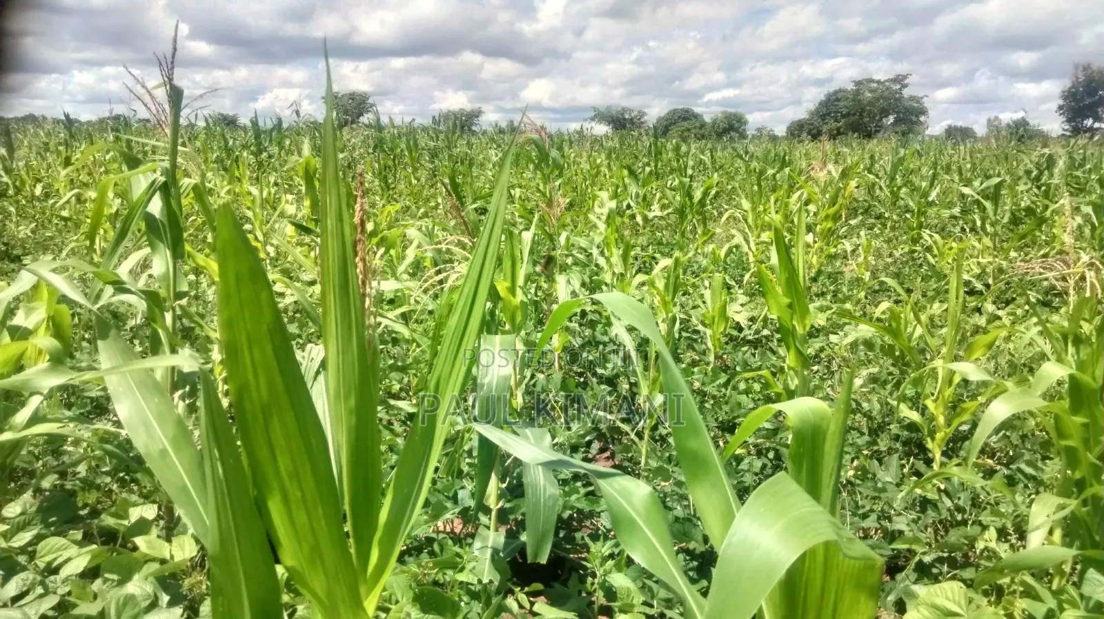 Matuu Kavwea Town Plots in Masinga Central