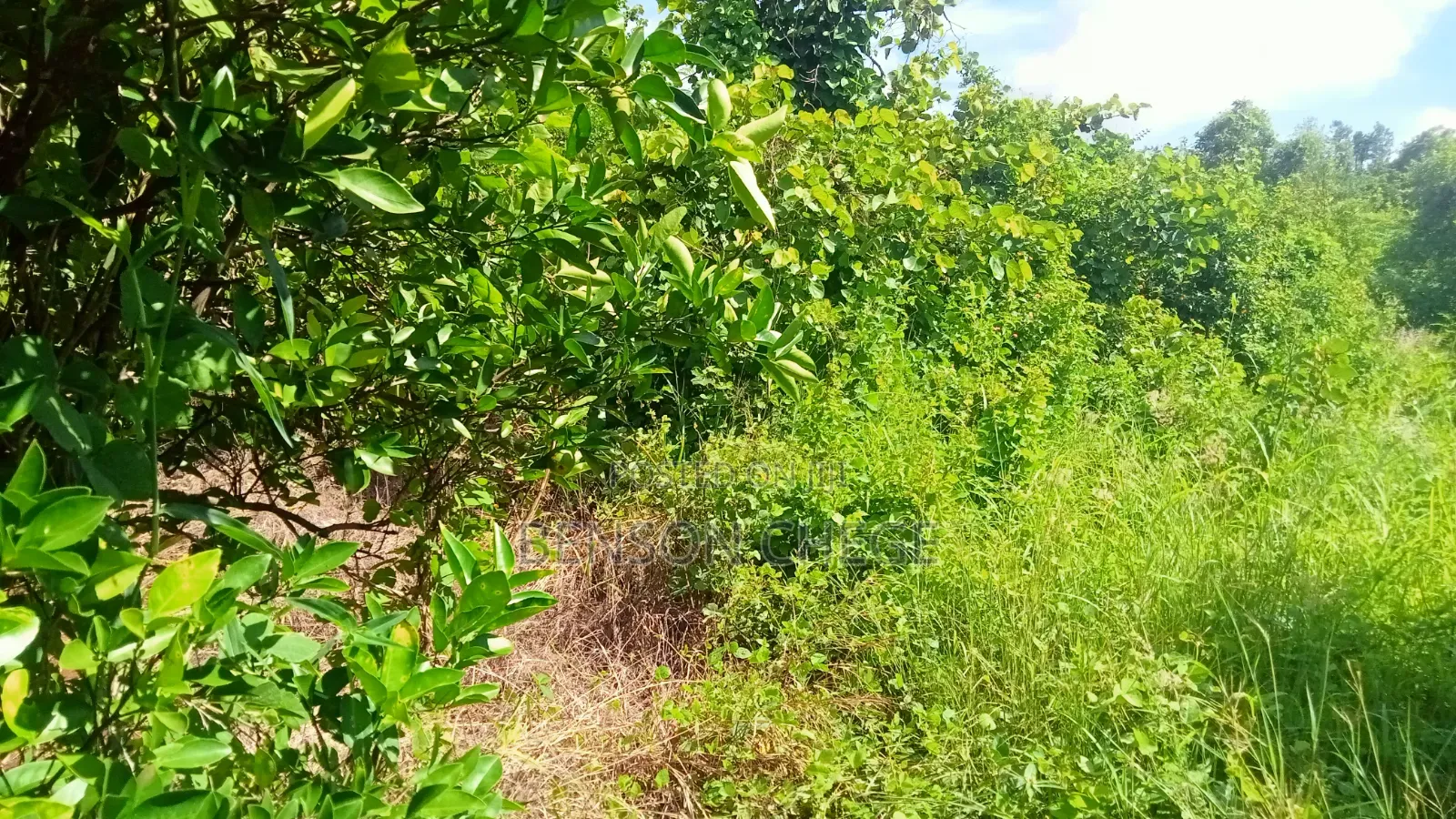1.5 Acre for Sale in Maragua Ridge in Kambiti