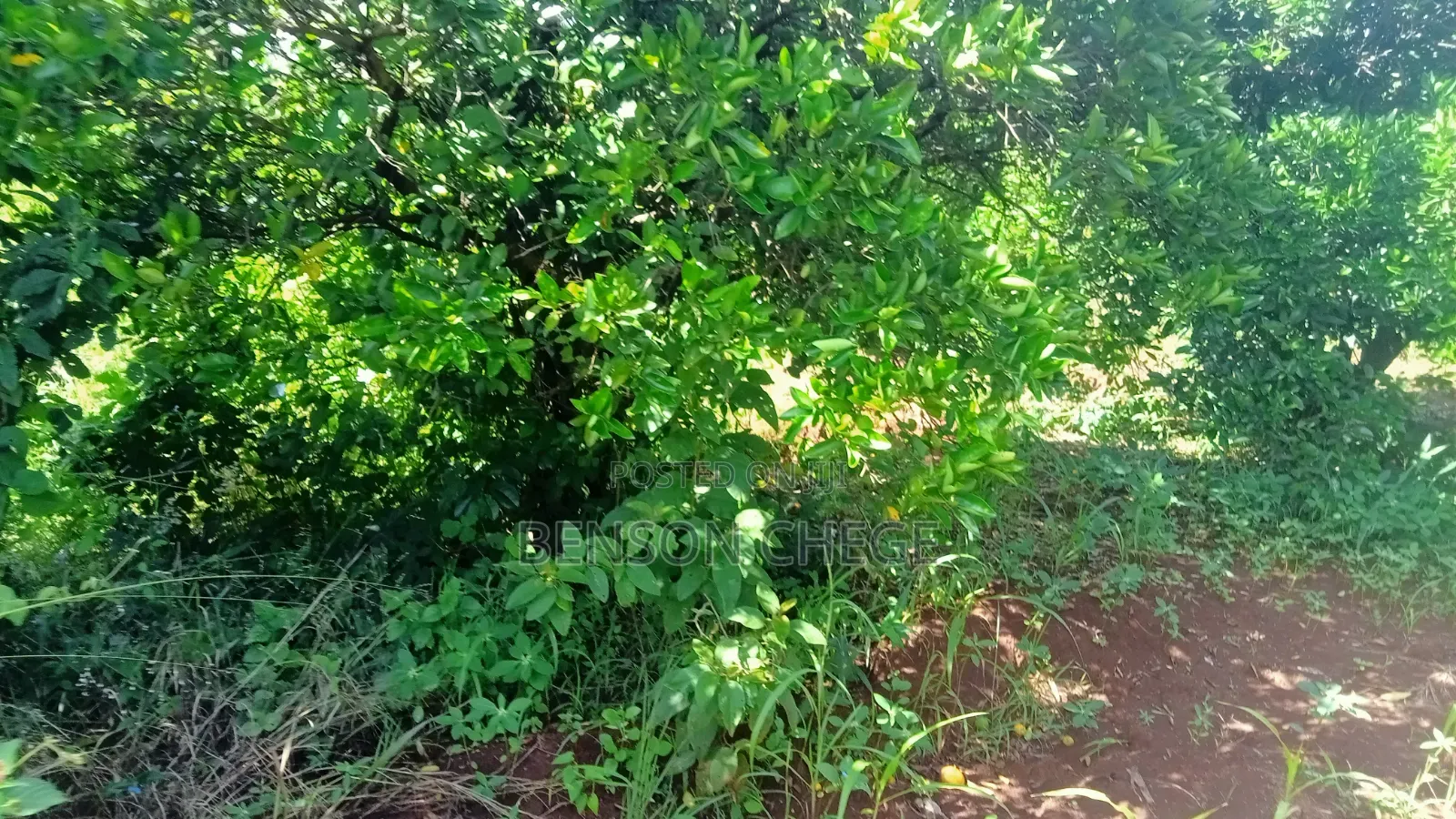 1.5 Acre for Sale in Maragua Ridge in Kambiti