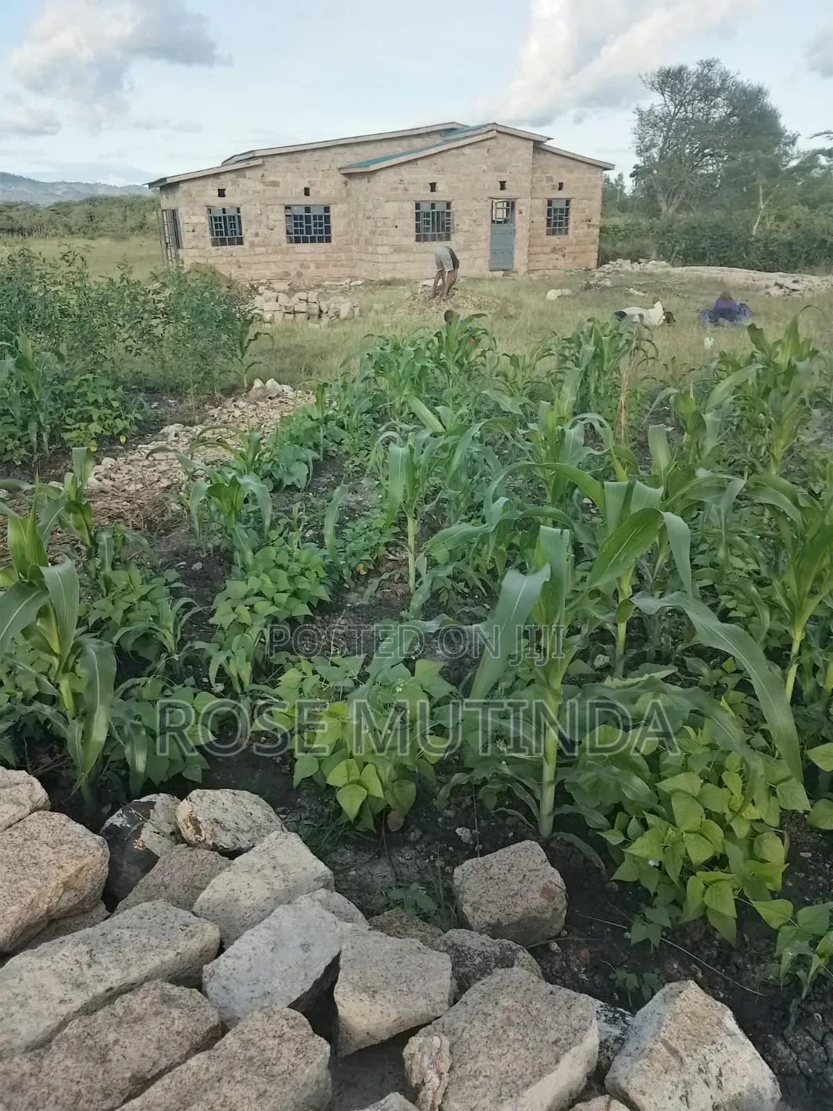 Half an Acre at Mitaboni in Mitaboni