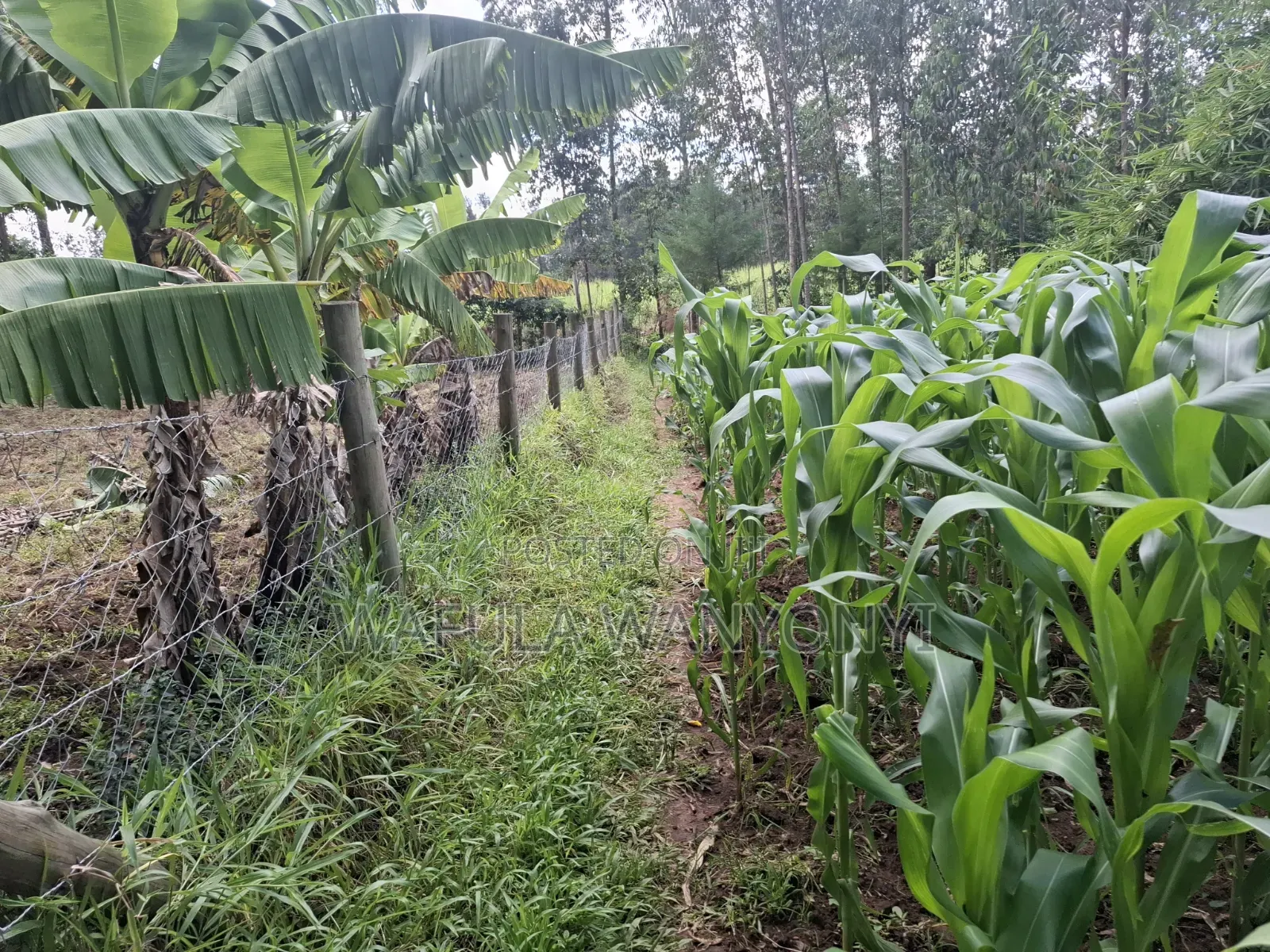 0.15 Ha Plot Ranje in Khalaba (Kanduyi)