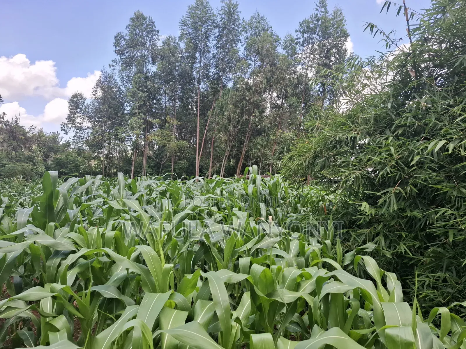 0.15 Ha Plot Ranje in Khalaba (Kanduyi)