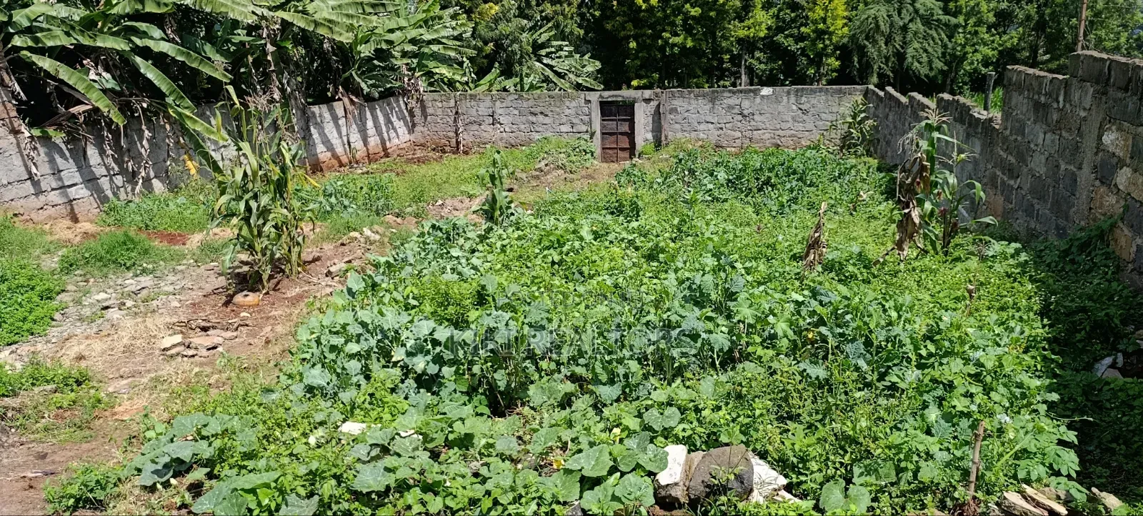 Kikuyu Plots for Sale in Sigona (100x100fts) in Kikuyu