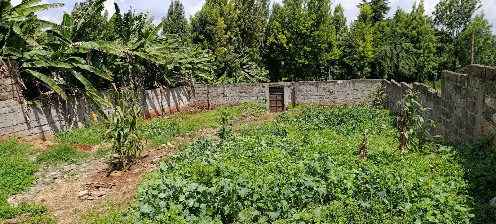 Kikuyu Plots for Sale in Sigona (100x100fts) in Kikuyu