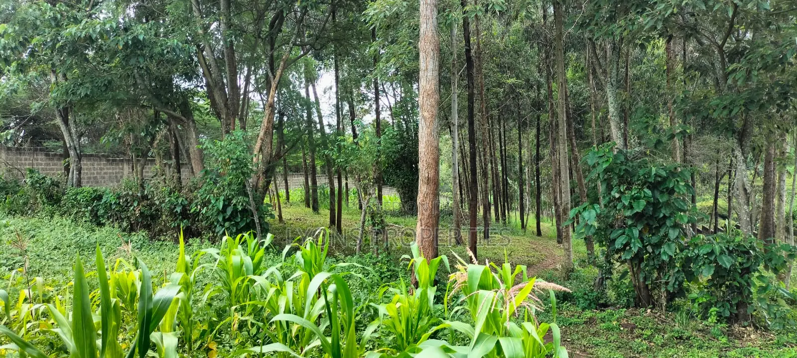 2.5 Aacre Land for Sale in Nkoroi