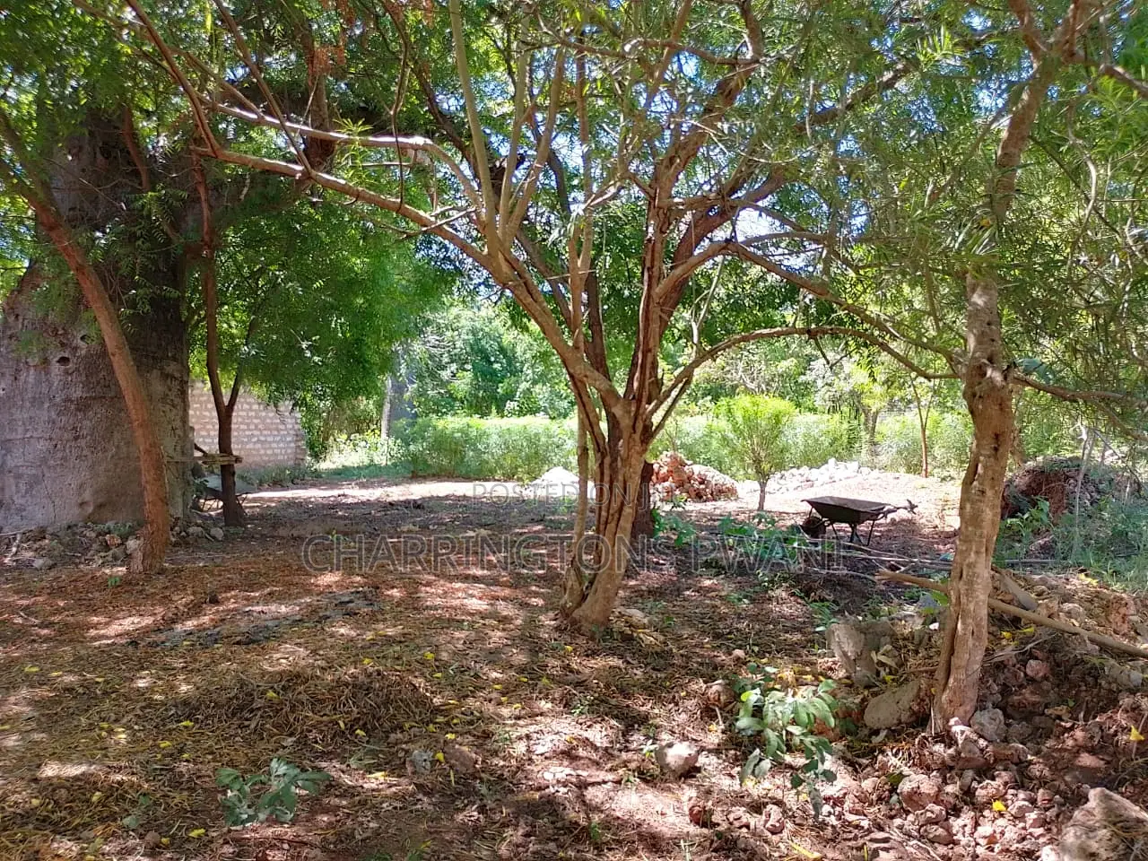 1/8 Acre Plot | Mature Baobab | Road Frontage | 2km to Beach | Diani in Diani
