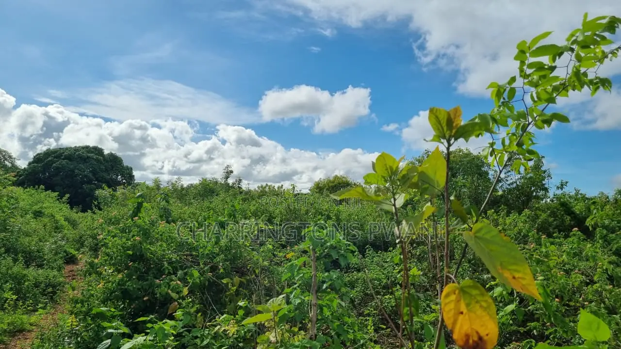 1⁄2 Acre Plot | 3rd Row Diani | Mature Vegetation | 6 Mins to Beach in Diani