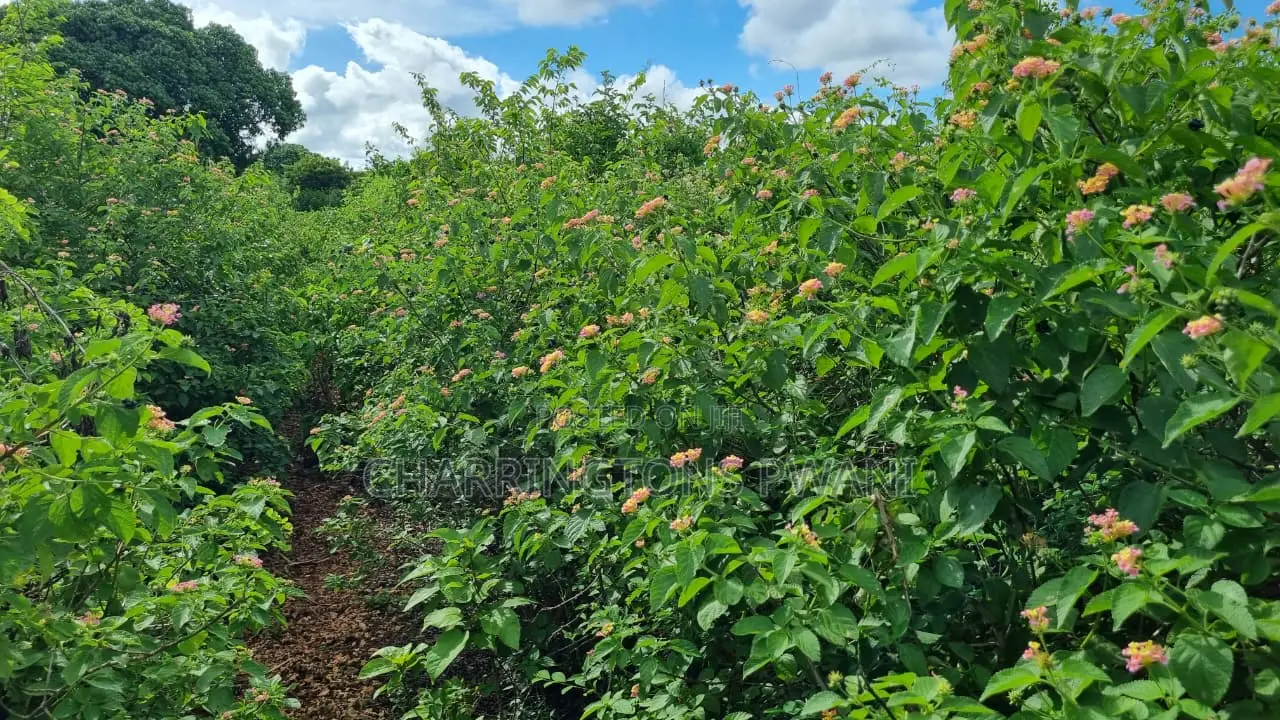 1⁄2 Acre Plot | 3rd Row Diani | Mature Vegetation | 6 Mins to Beach in Diani