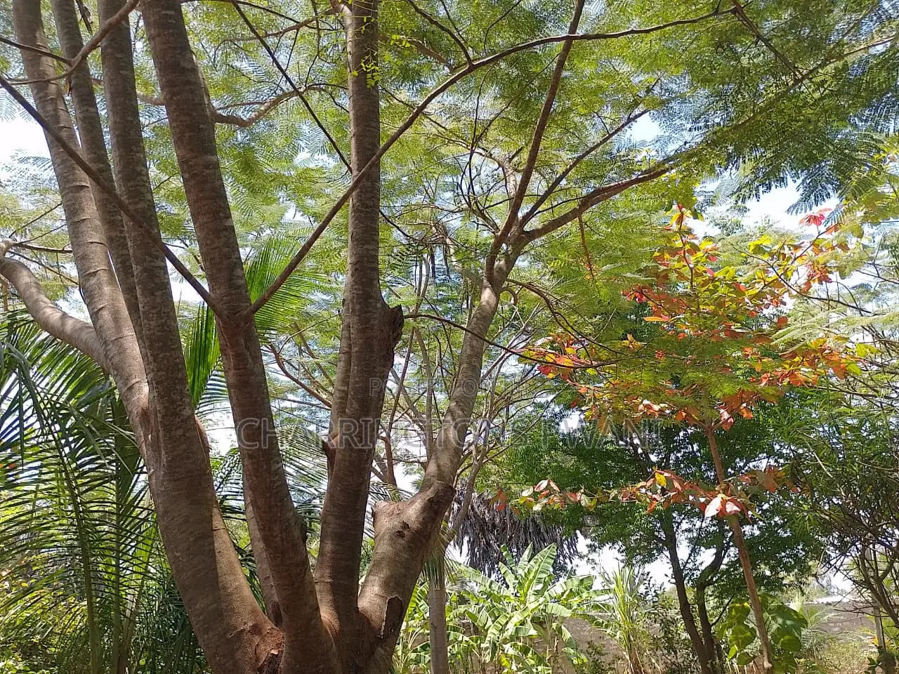 1⁄4 Acre Garden Plot| Borehole | Gazebo |Walled Compound| 4km to Beach in Diani