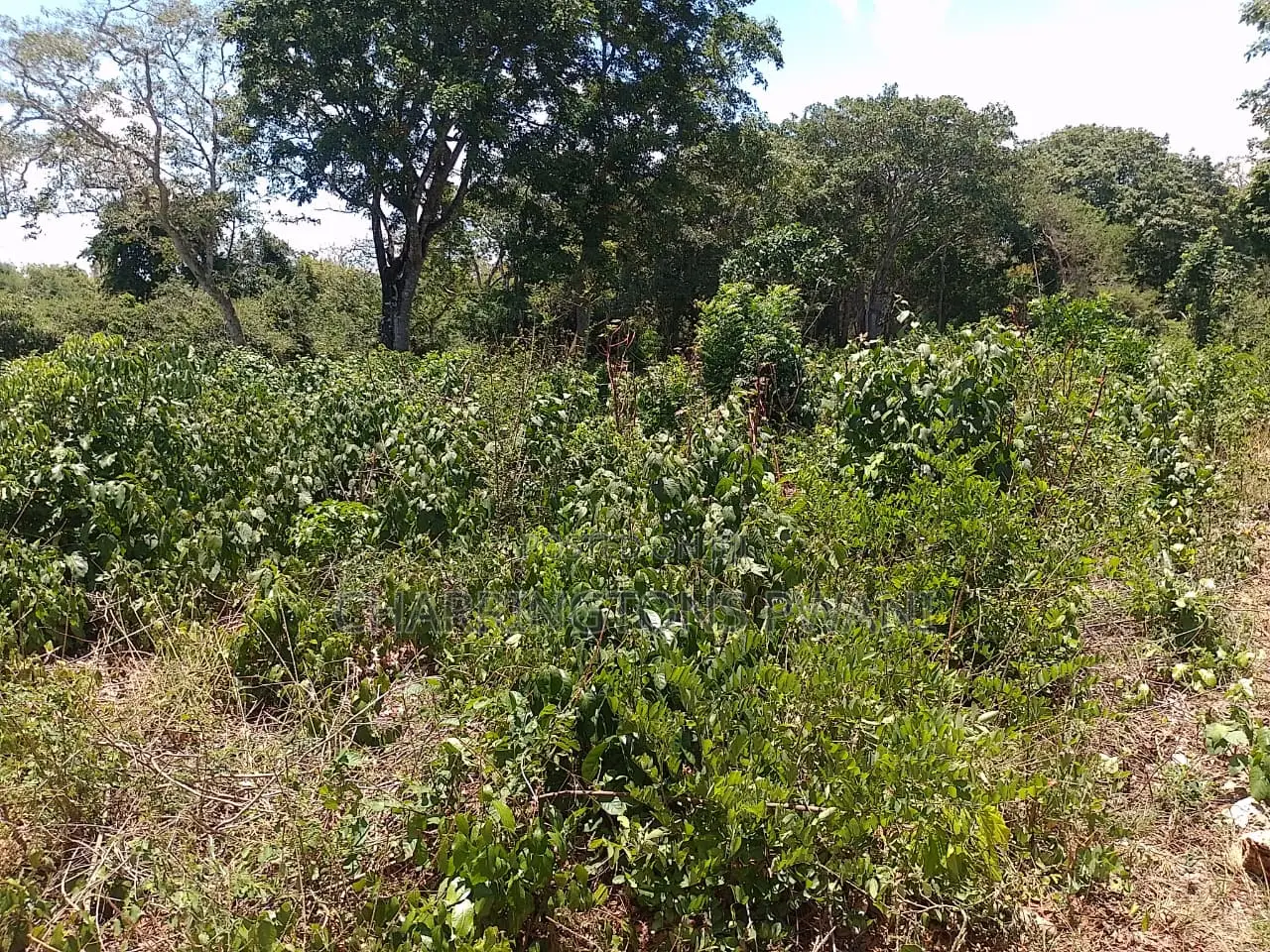 1⁄2 Acre Plot| 1st Line 4th Row| Near Manyatta| Cleared Ready|Diani in Diani