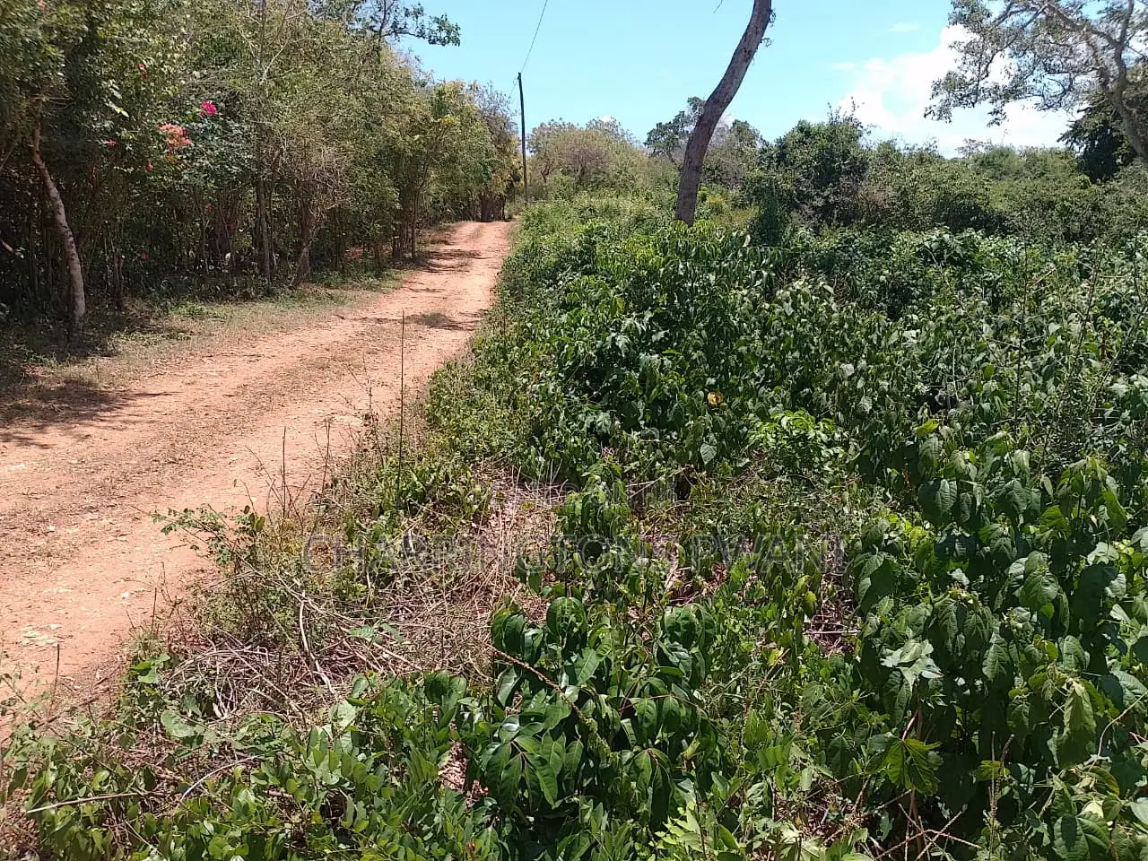1⁄2 Acre Plot| 1st Line 4th Row| Near Manyatta| Cleared Ready|Diani in Diani