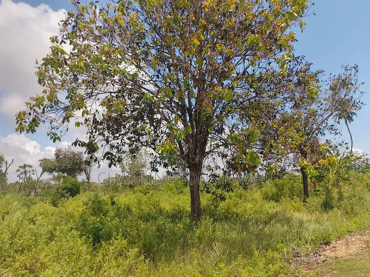 14 Acres | Fertile Green | 4th Row Galu-Kinondo | Road Access in Diani