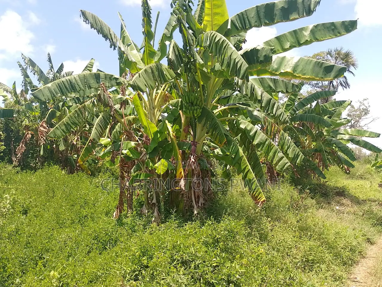 14 Acres | Fertile Green | 4th Row Galu-Kinondo | Road Access in Diani