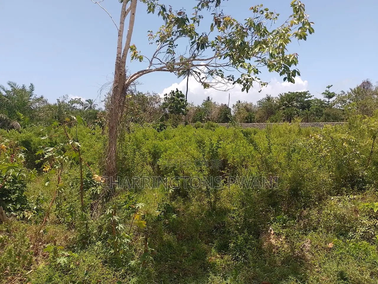 1.25 Acre Corner Plot | 3rd Row Galu-Kinondo | 3 Mins to Beach in Diani