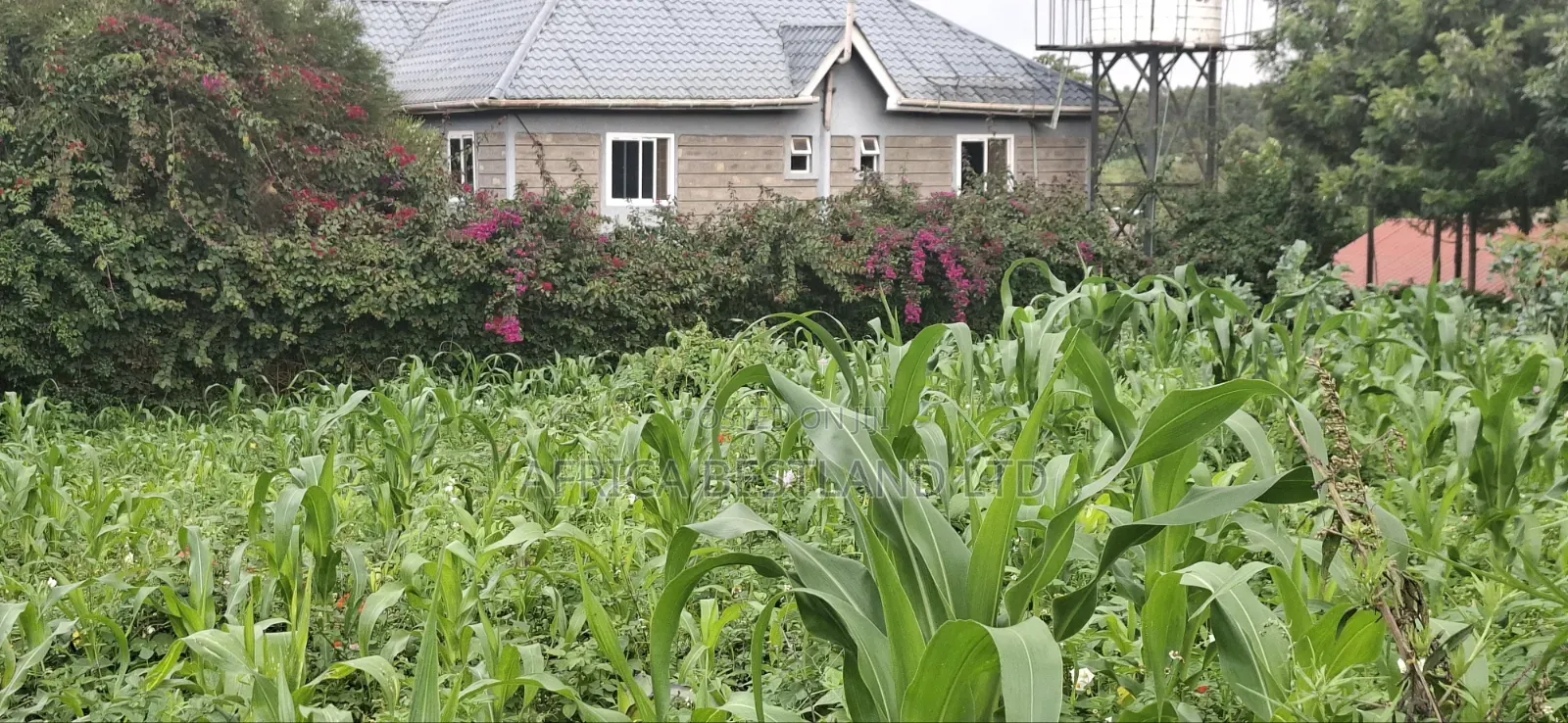 100x100 Plot for Sale – Thigio, Kiambu County in Kikuyu
