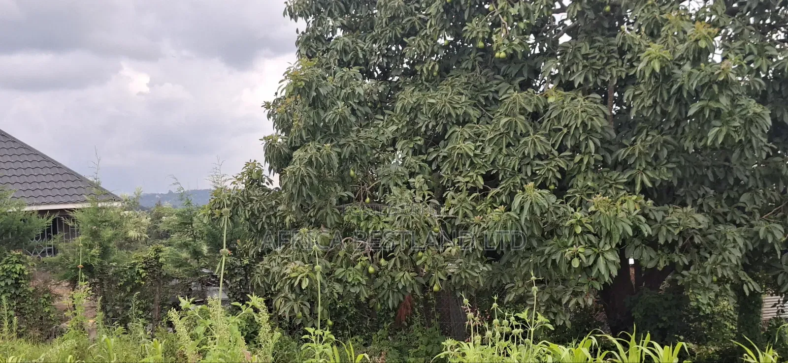 50x100 Residential Plot for Sale – Kikuyu Ng'amba, Kiambu County in Kikuyu