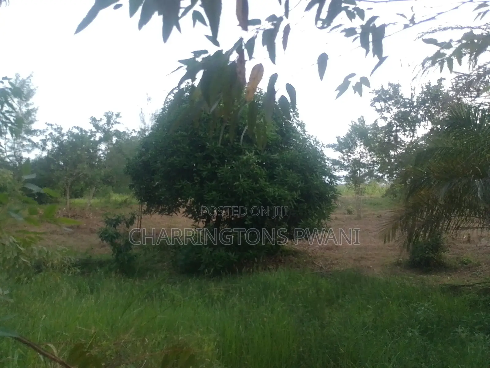 6.4 Acres Agricultural Land| Sugarcane Zone| Seasonal River| Ramisi in Ramisi