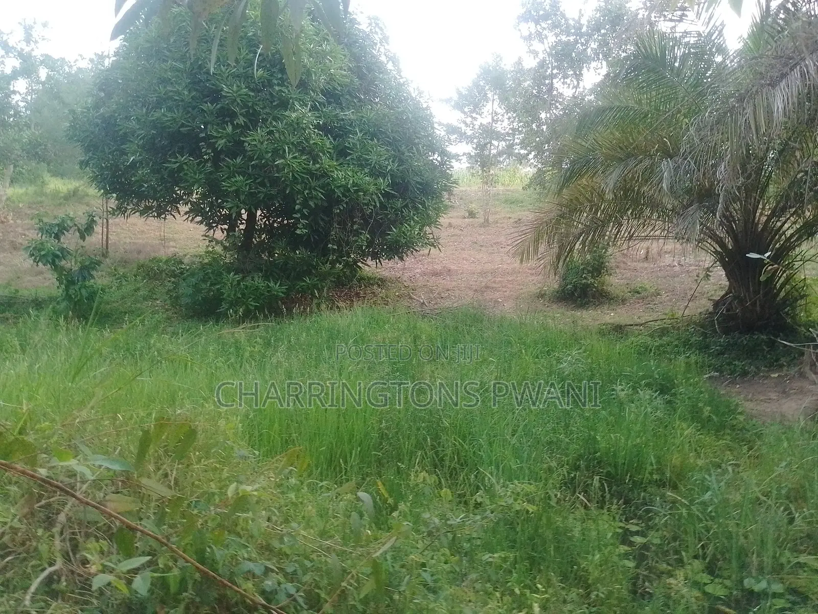 6.4 Acres Agricultural Land| Sugarcane Zone| Seasonal River| Ramisi in Ramisi