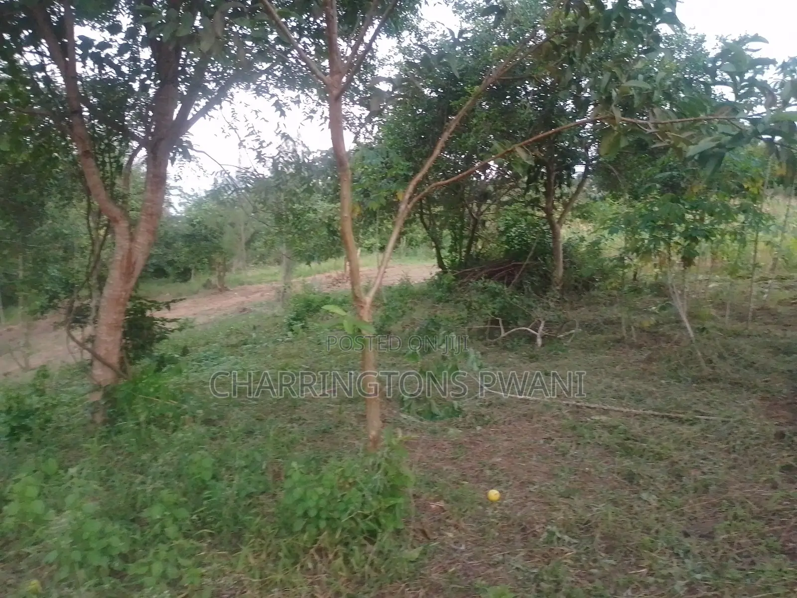 6.4 Acres Agricultural Land| Sugarcane Zone| Seasonal River| Ramisi in Ramisi