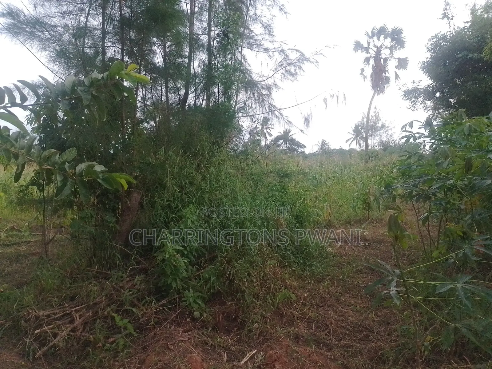 6.4 Acres Agricultural Land| Sugarcane Zone| Seasonal River| Ramisi in Ramisi