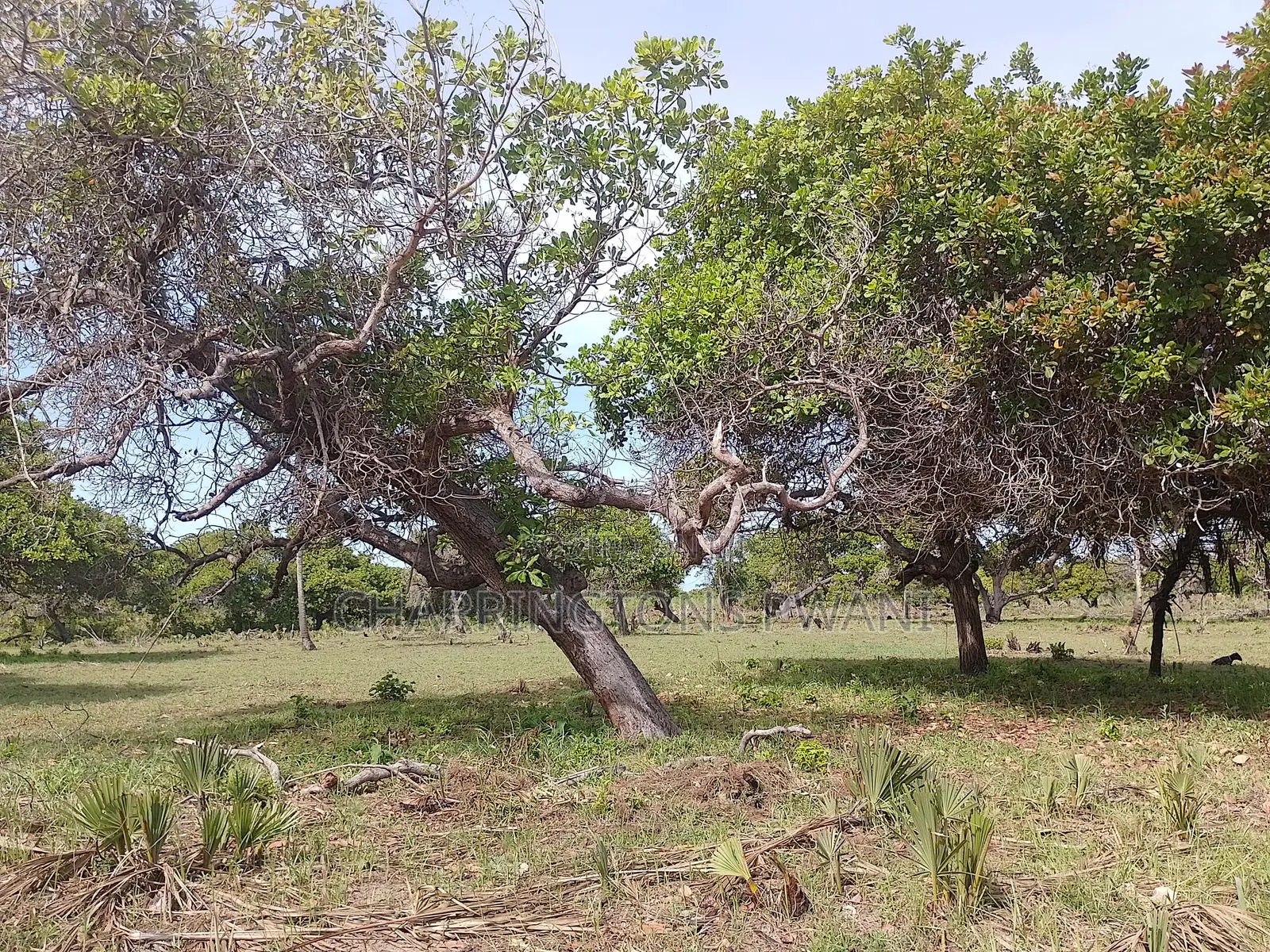 6.5 Acres | Flat | Tree Cover | Mwabungo Midlot in Mwavumbo