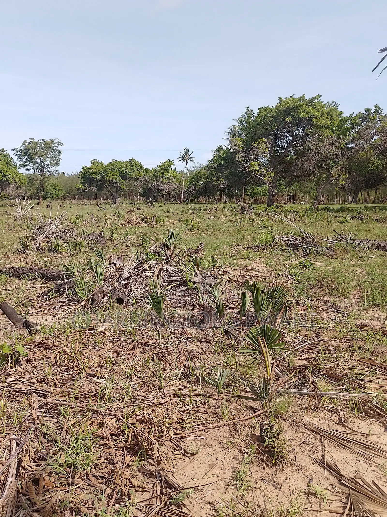 6.5 Acres | Flat | Tree Cover | Mwabungo Midlot in Mwavumbo