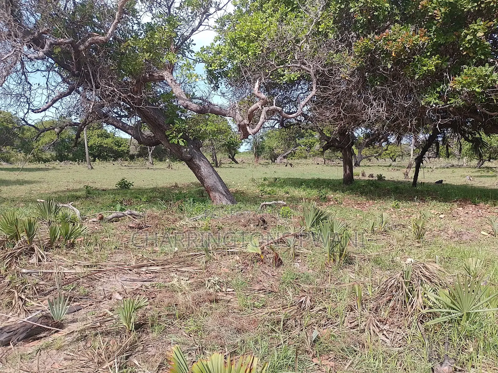 6.5 Acres | Flat | Tree Cover | Mwabungo Midlot in Mwavumbo
