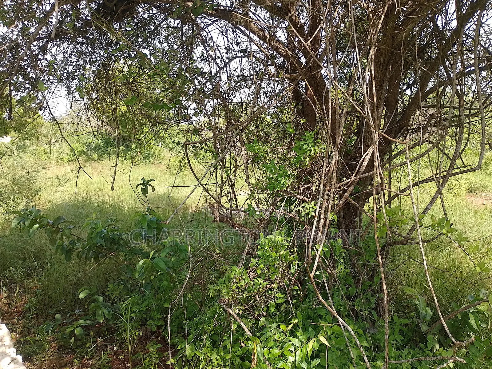 1 Acre Plot| 5th Row Diani | Flat| Perimeter Fence | All-Weather Road in Diani