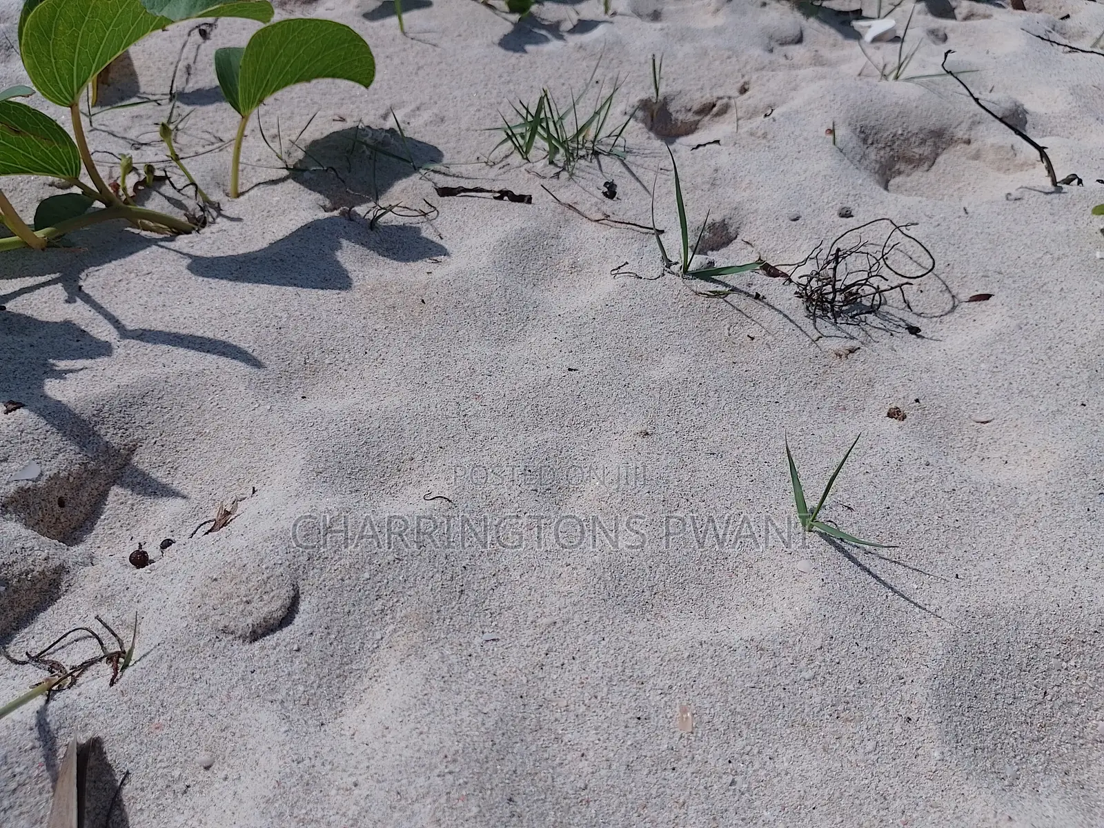 2.25 Acre Sandy Beachfront | Active Business Leases | Galu Diani in Diani